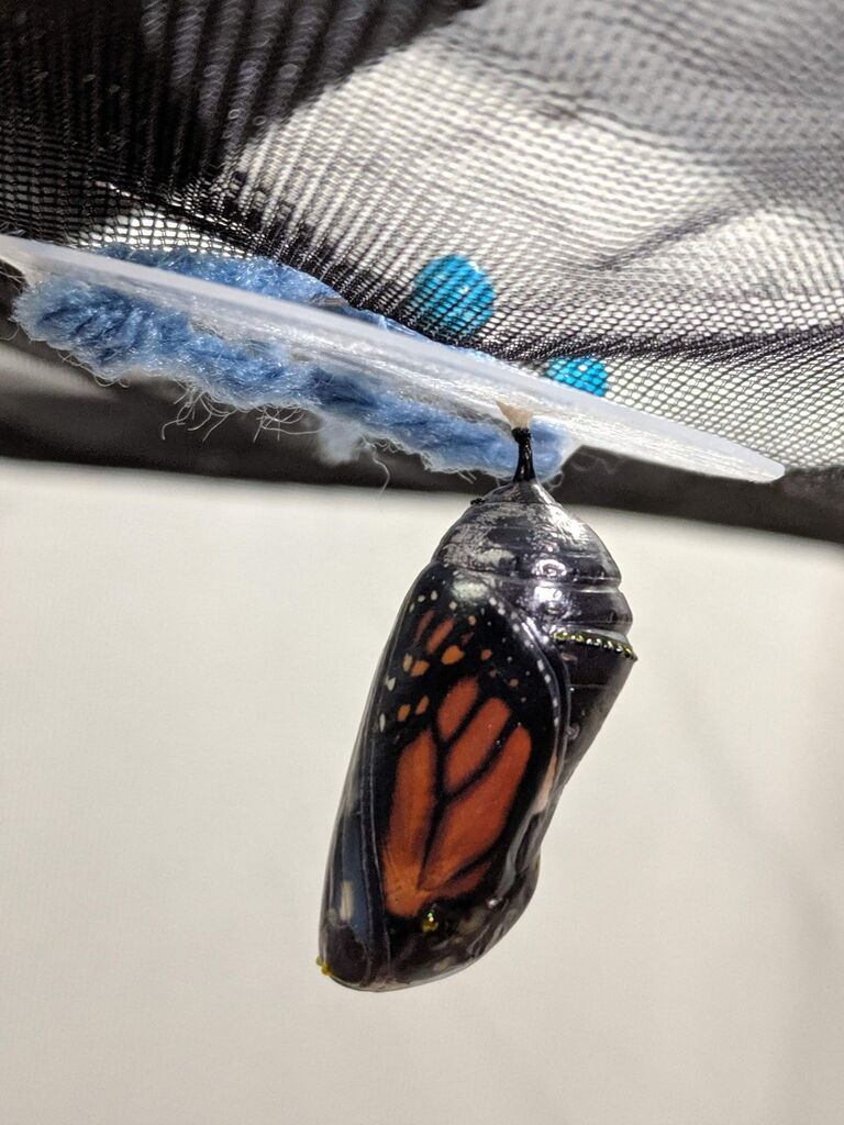 Butterfly Release Ceremony