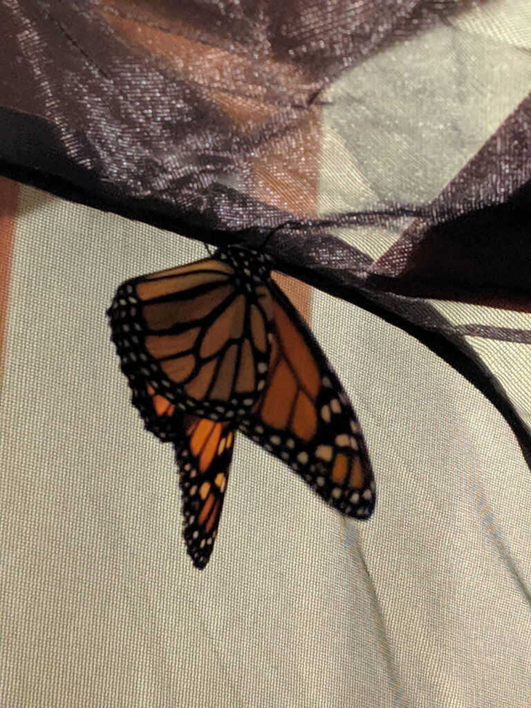 Butterfly Release Ceremony