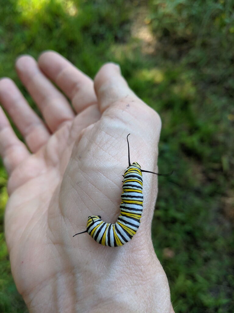 Butterfly Release Ceremony