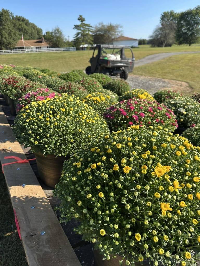 Fulkerson Farms Mums 2025