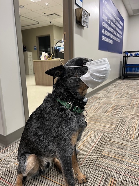 Officer Axel Getting Ready for Flu Season 2025
