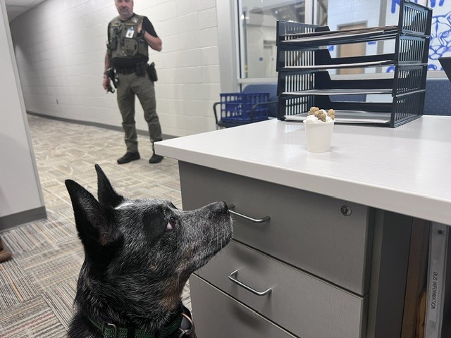 NHMS K-9 Officer Axel Waiting on his last day of school Pup Cup from Nurse Murphy