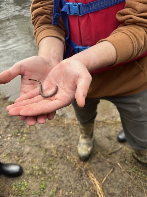 Aquaculture Class on Union River with worm