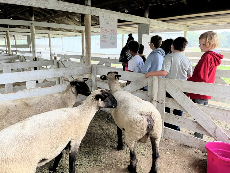 FFA student lambs presentation 