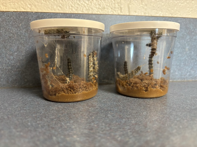 caterpillars 