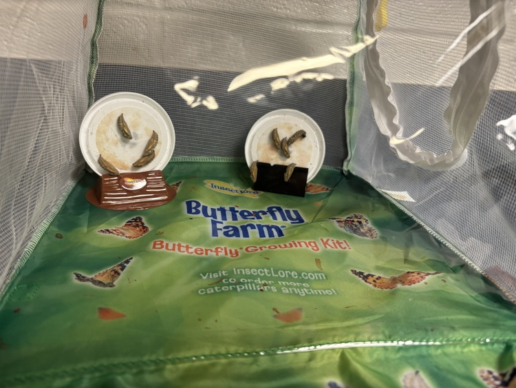 chrysalises