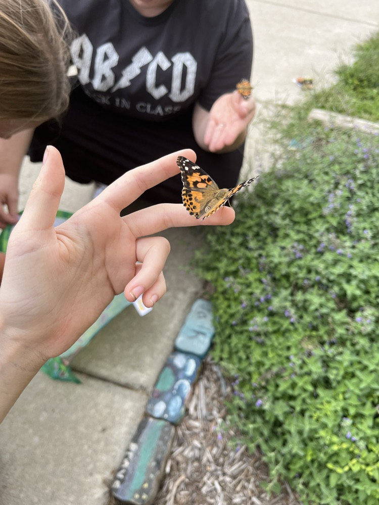 Close up of butterfly release