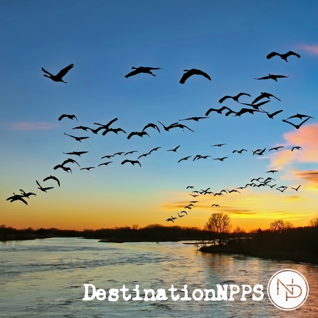 Picture of sandhills cranes flying over the North Platte River. The bottom of the picture says, "DestinationNPPS" with the white interlocking NP logo.