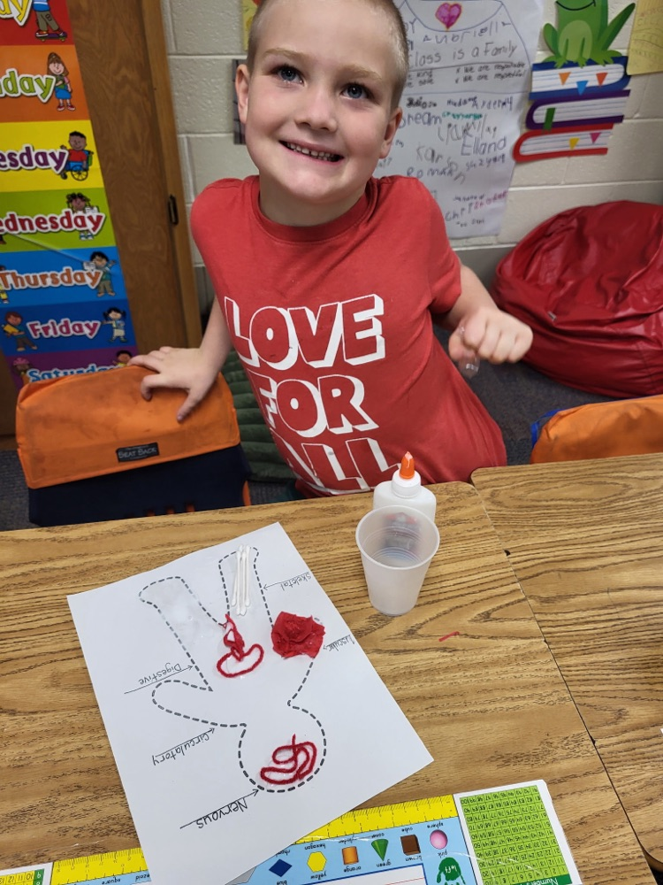circulatory system