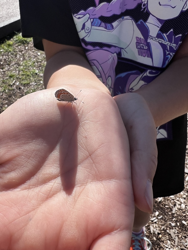 butterfly
