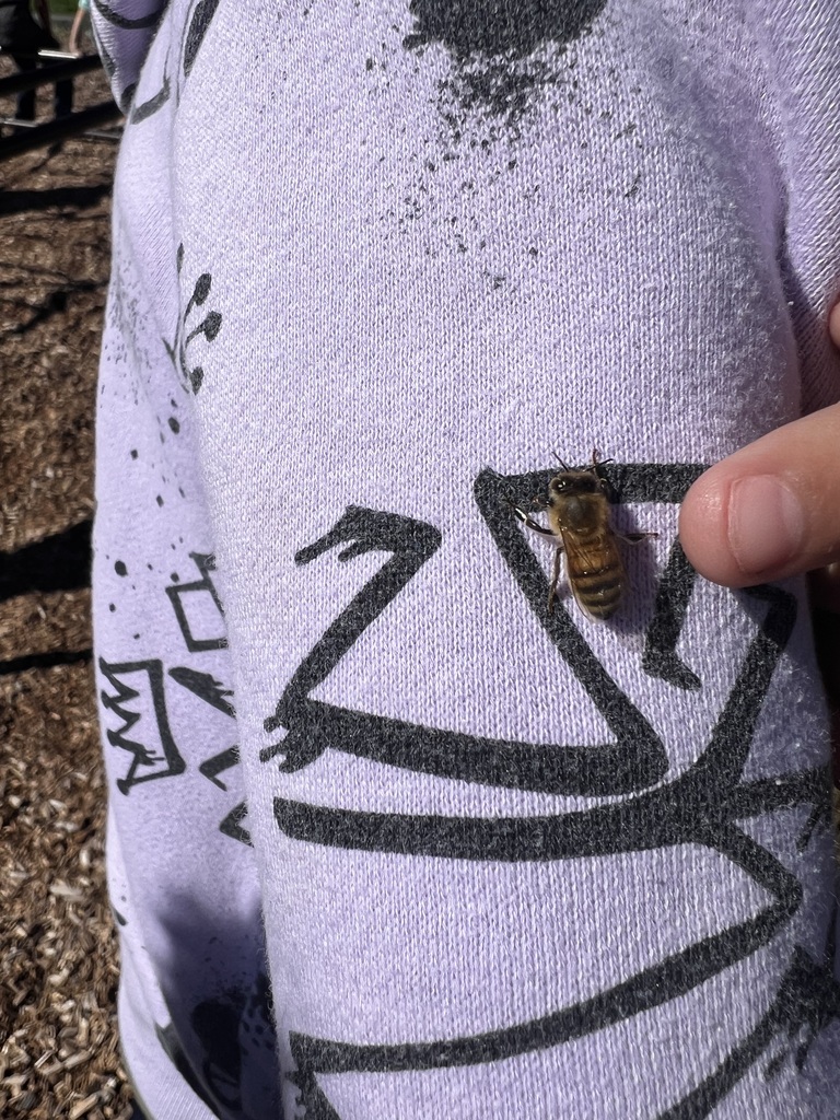 beetle