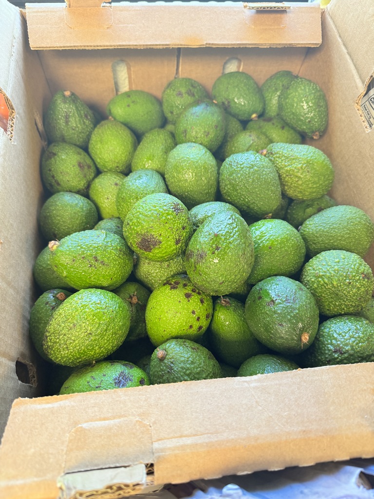Avacado