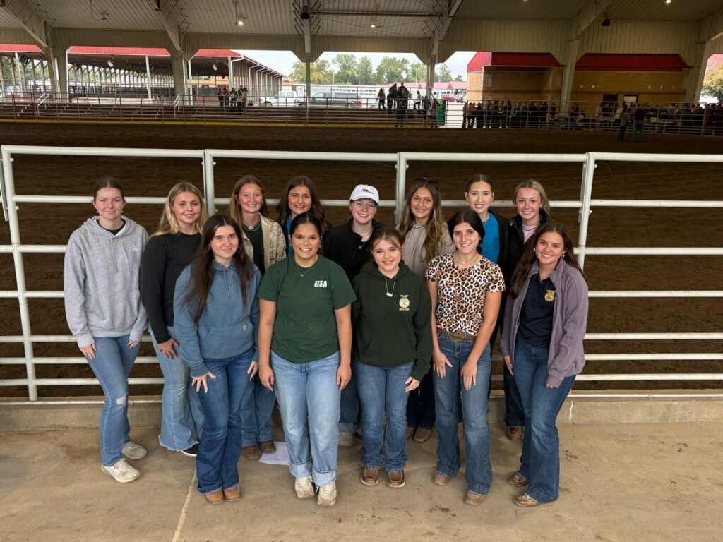 horse judging