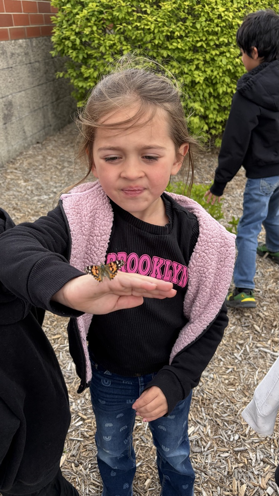 butterfly