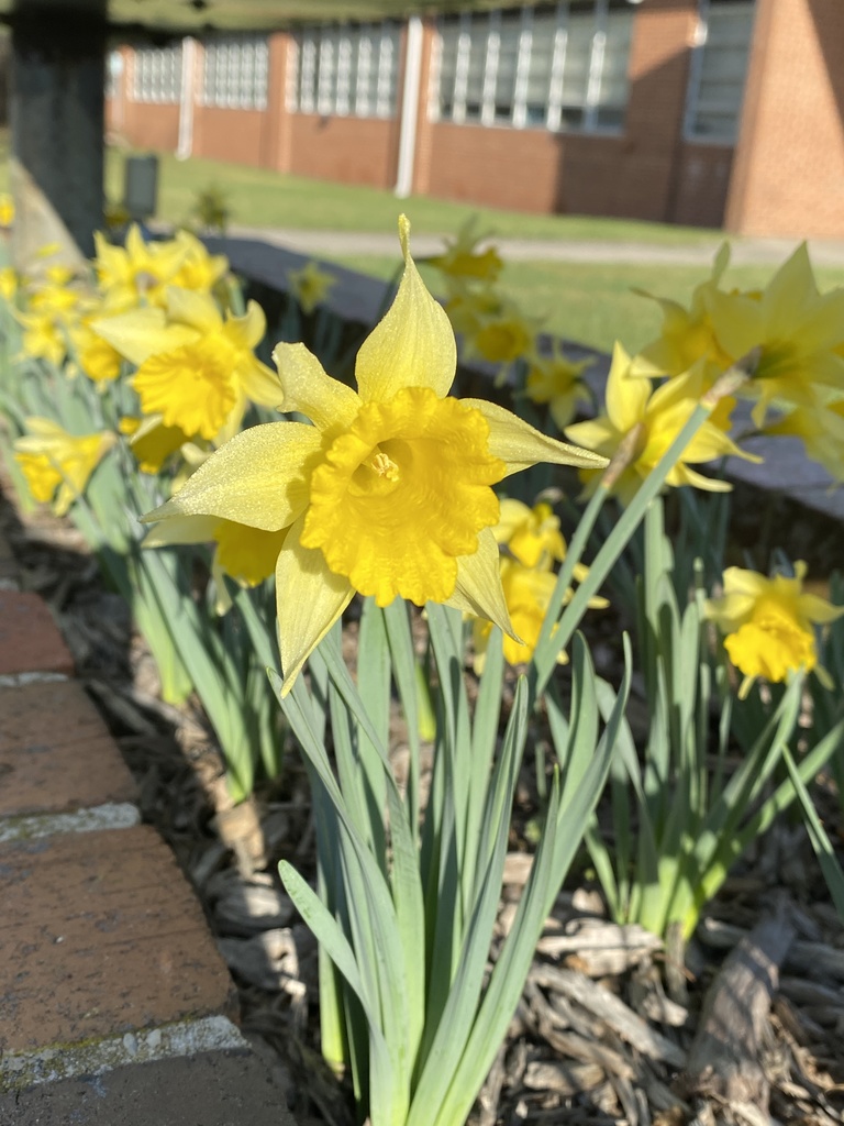 close up of daffodils