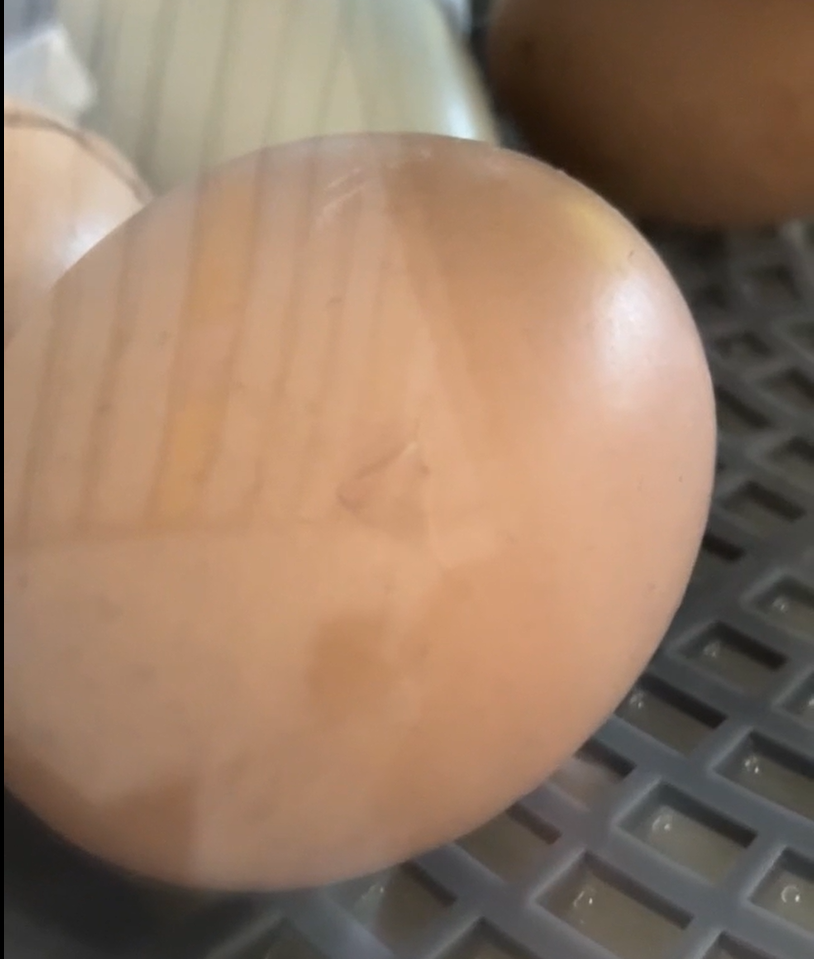 eggs cracking