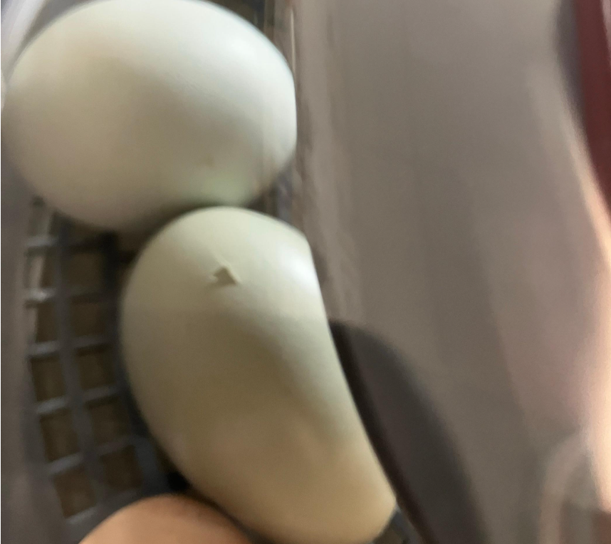 eggs cracking