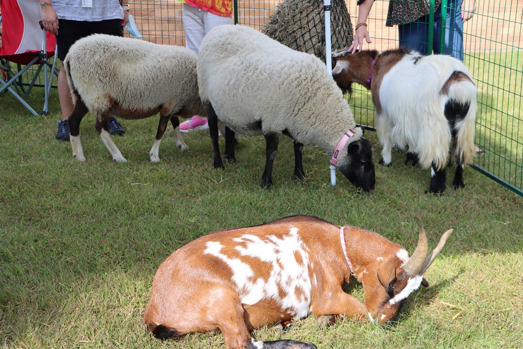 Sheep and goats