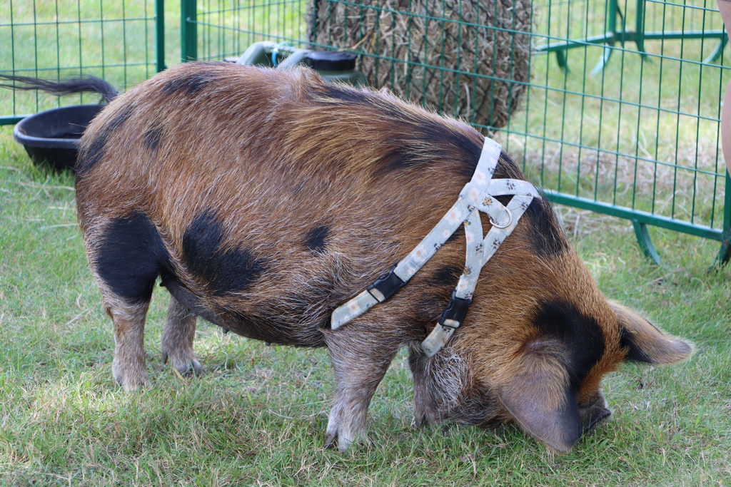 Pig