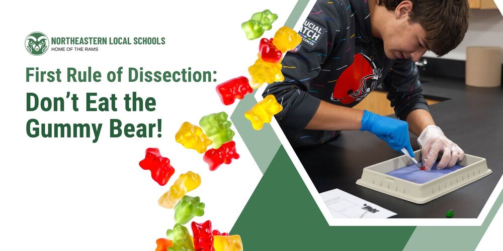 First Rule of Dissection: Don't Eat the Gummy Bears!