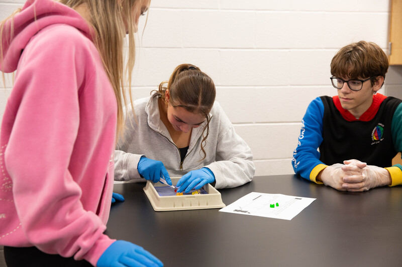 Anatomy Gummy Bears
