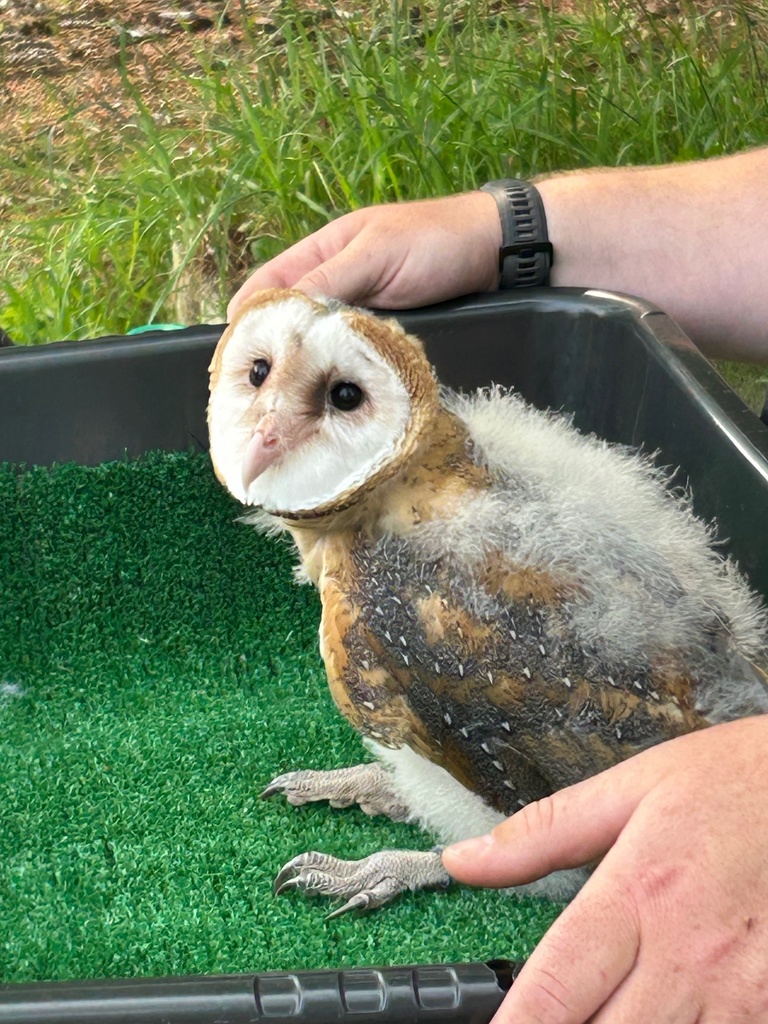 Falcons