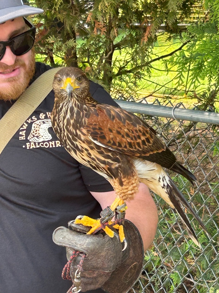 Falcons