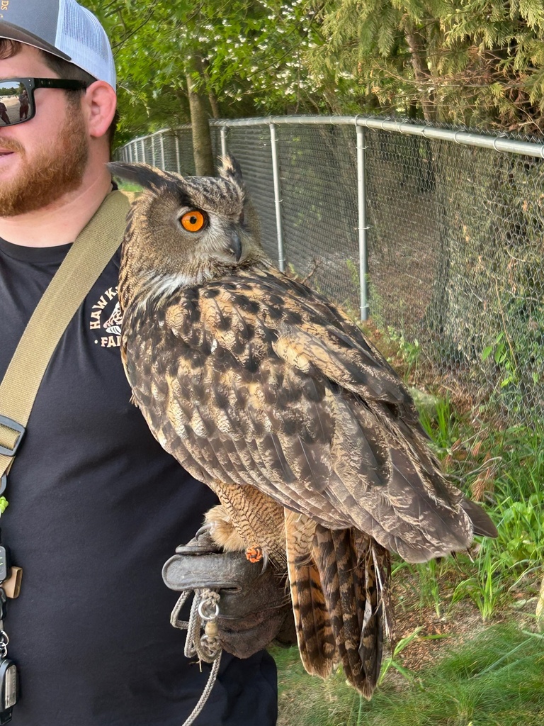 Falcons