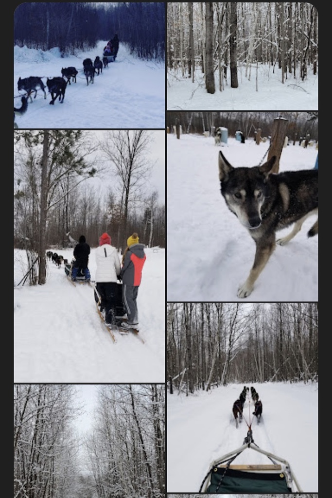 Dog Sledding