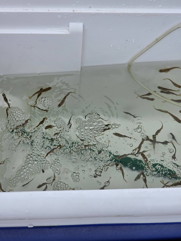 Trout in the classroom