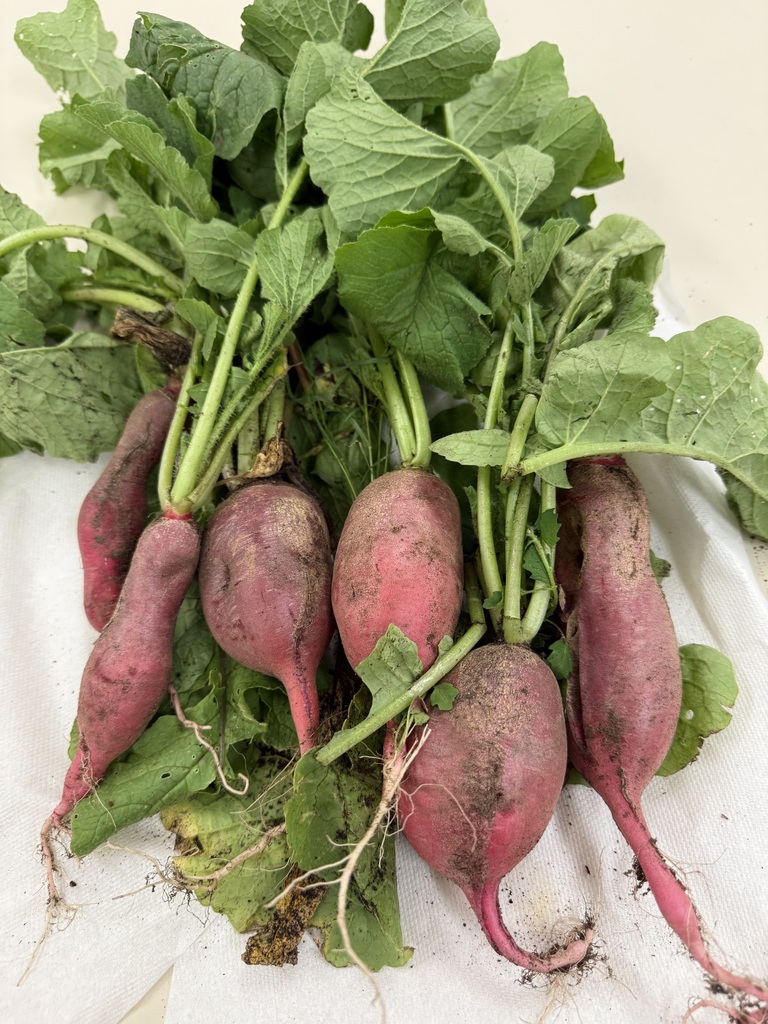 Radish
