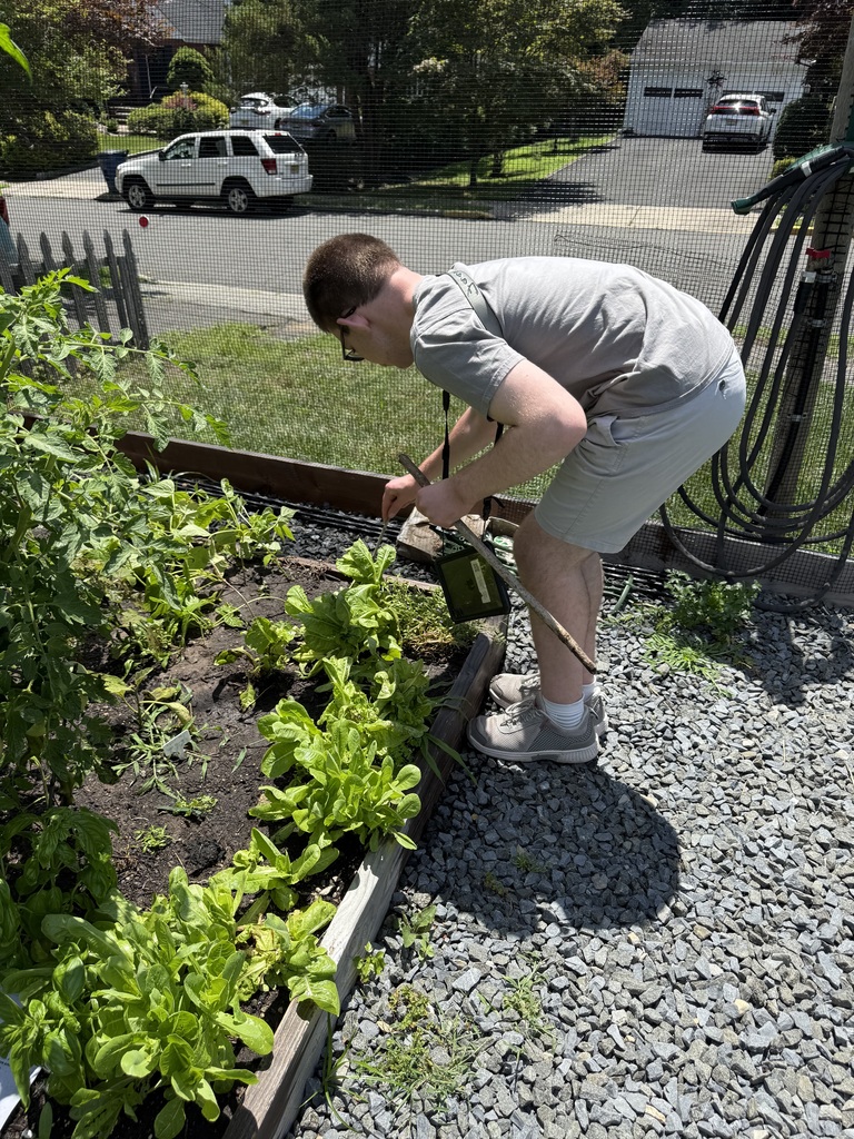 staking plants