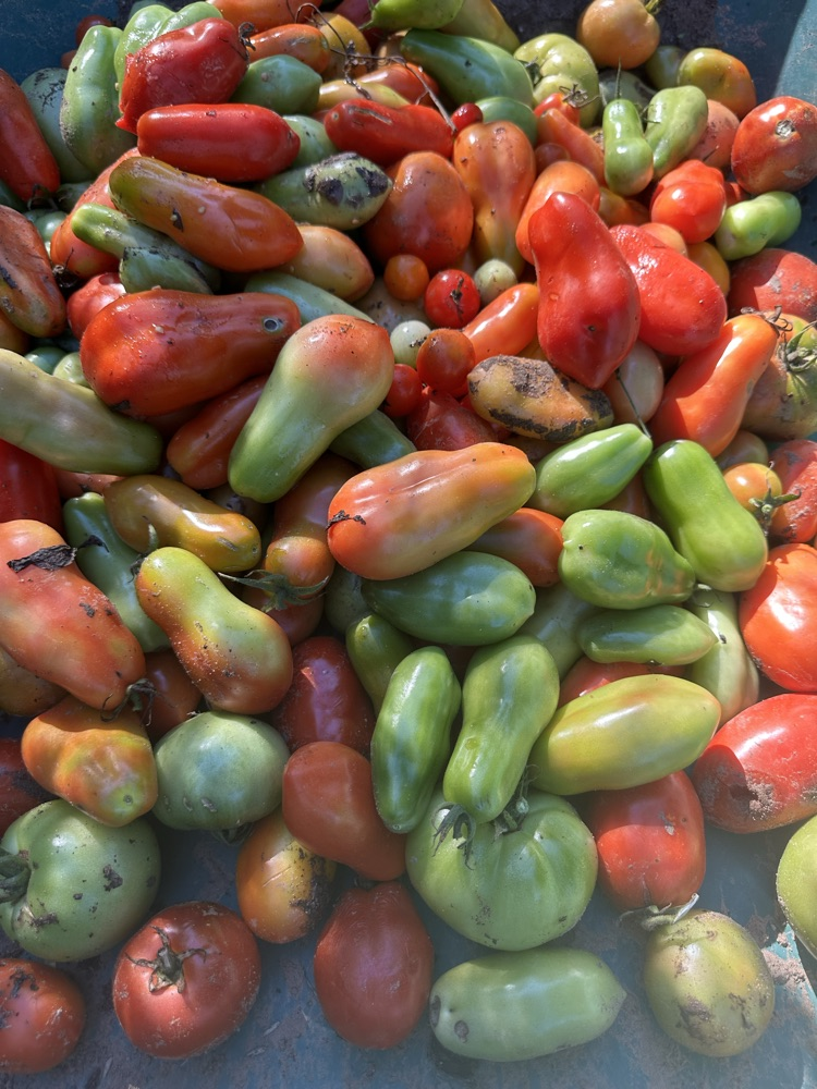 tomatoes