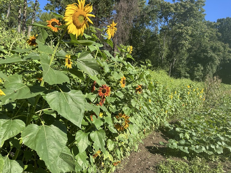 sunflowers