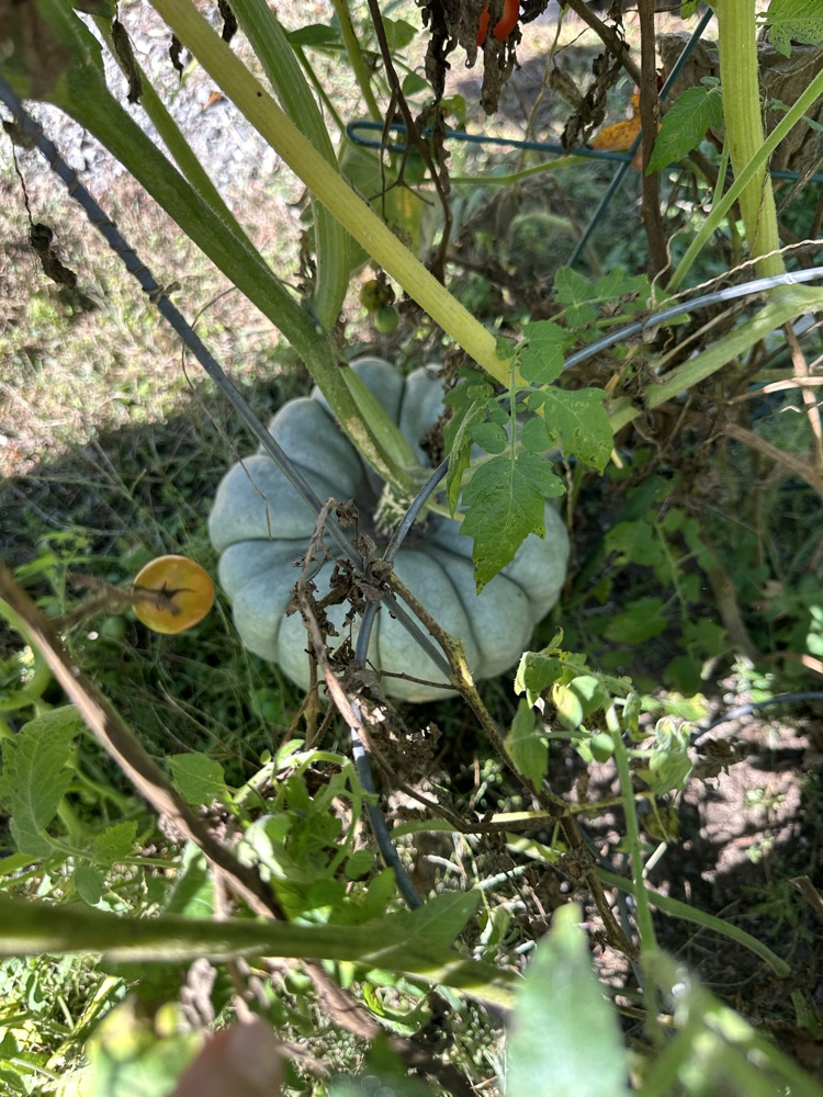 carriage pumpkin