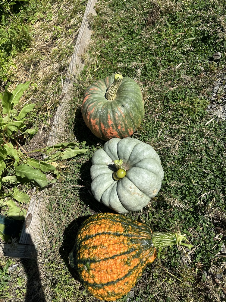 pumpkin Trio