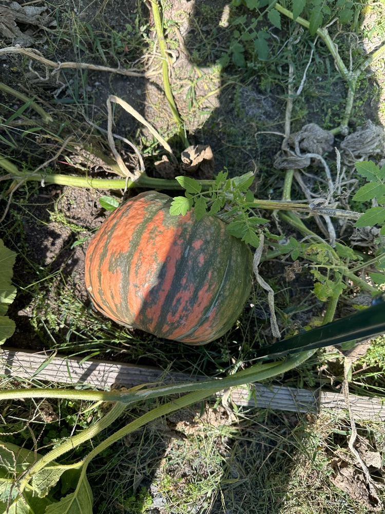 bumpy pumpkin