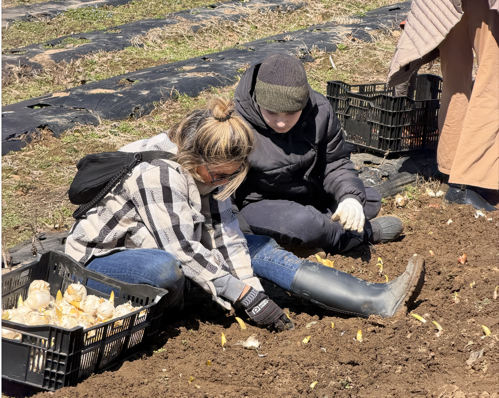Planting Tulips & Alium bulbs