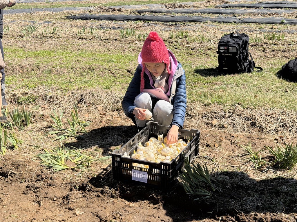 Planting Tulips & Alium bulbs