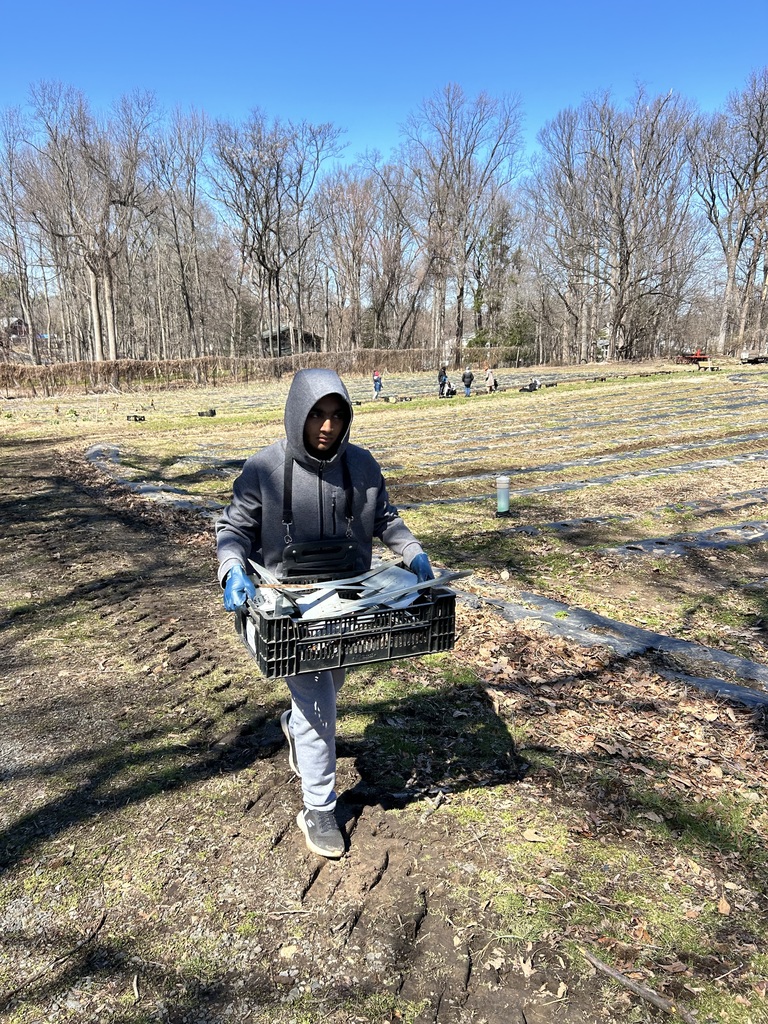 Planting Tulips & Alium bulbs