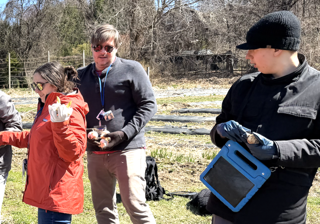 Planting Tulips & Alium bulbs