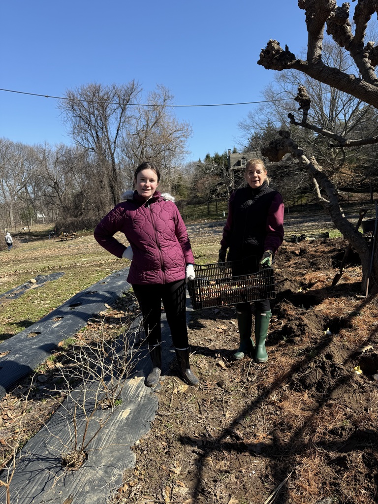 Planting Tulips & Alium bulbs