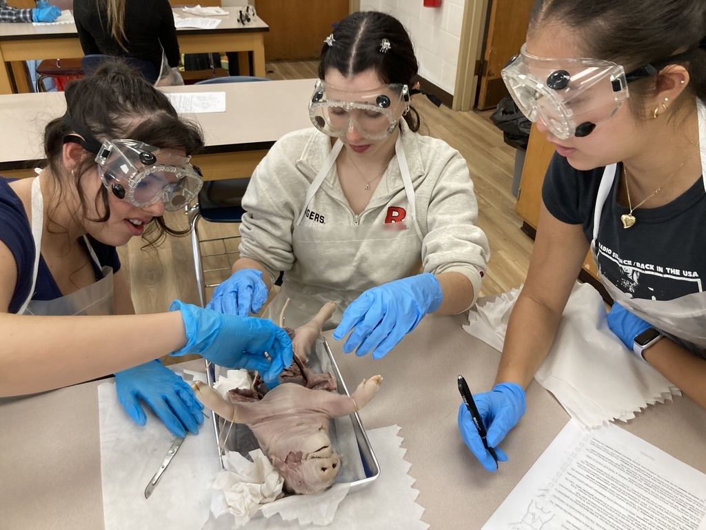 Students dissecting fetal pig