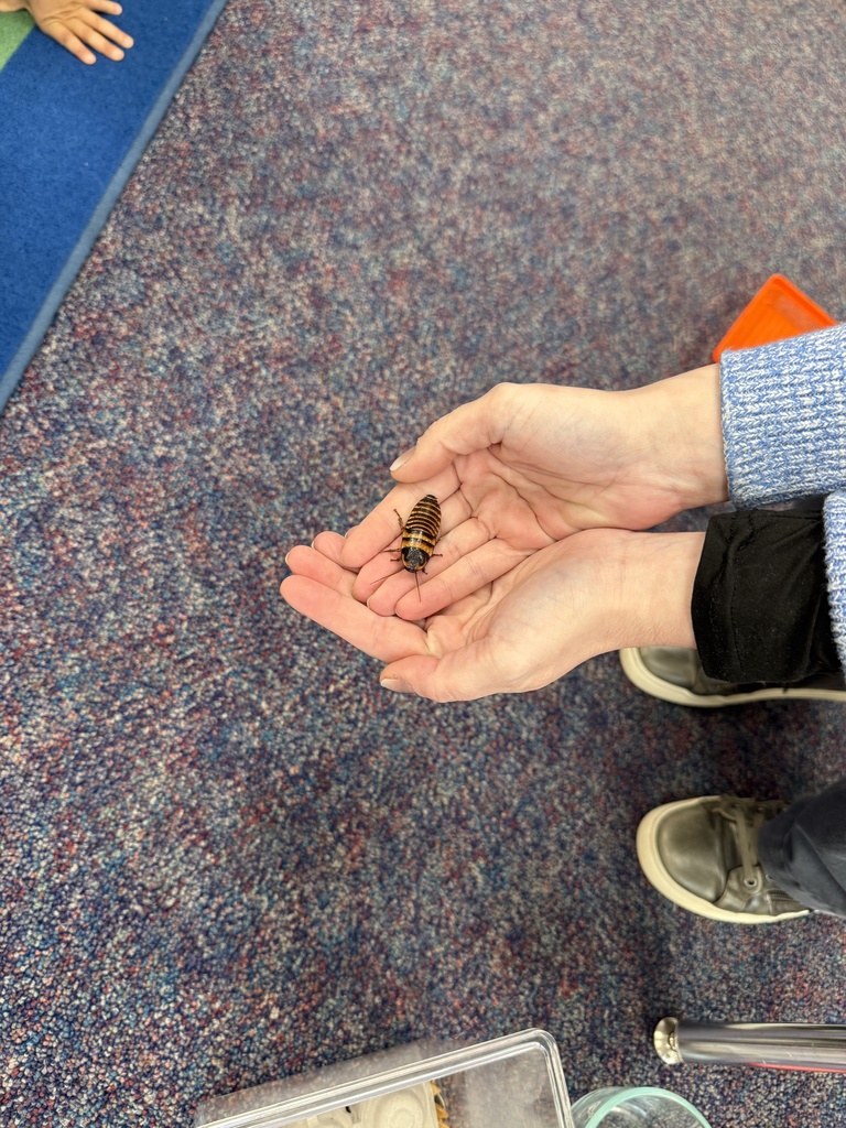 Hands holding an insect, a beetle, with a blue mat and shoe visible in the background.