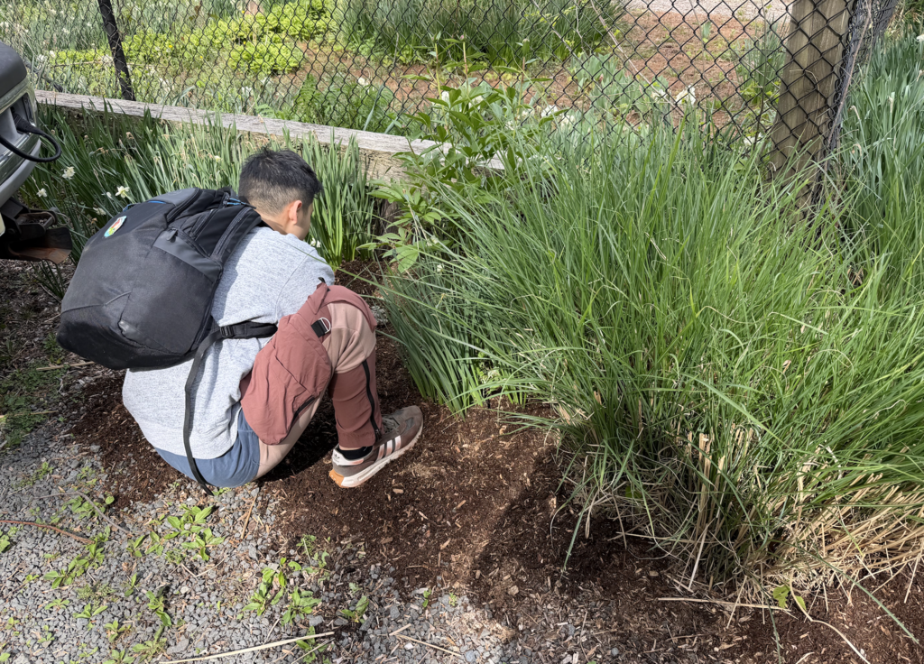 Mulching at MacBain