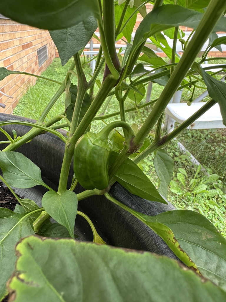 Growing together