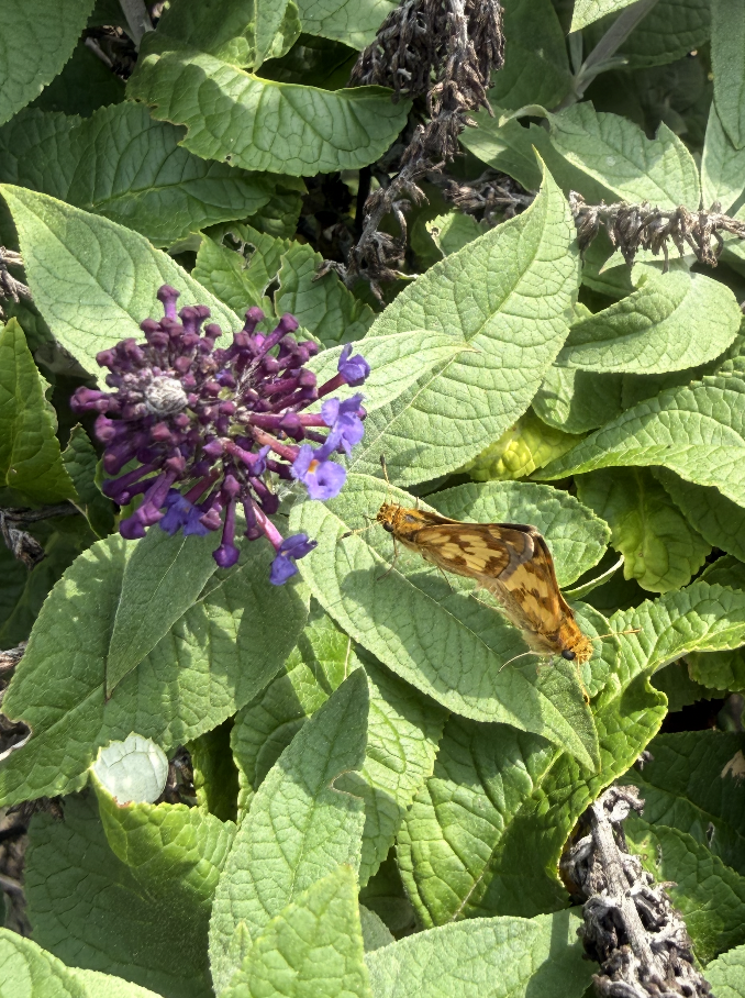 Butterflies!