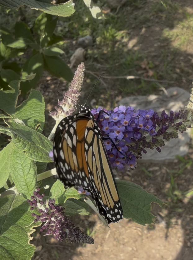 Butterflies!