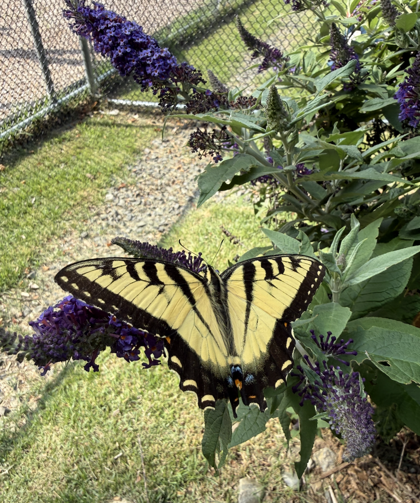 Butterflies!