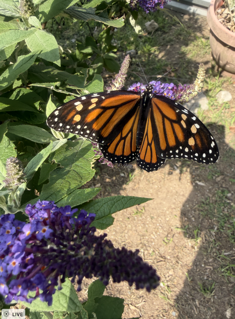 Butterflies!